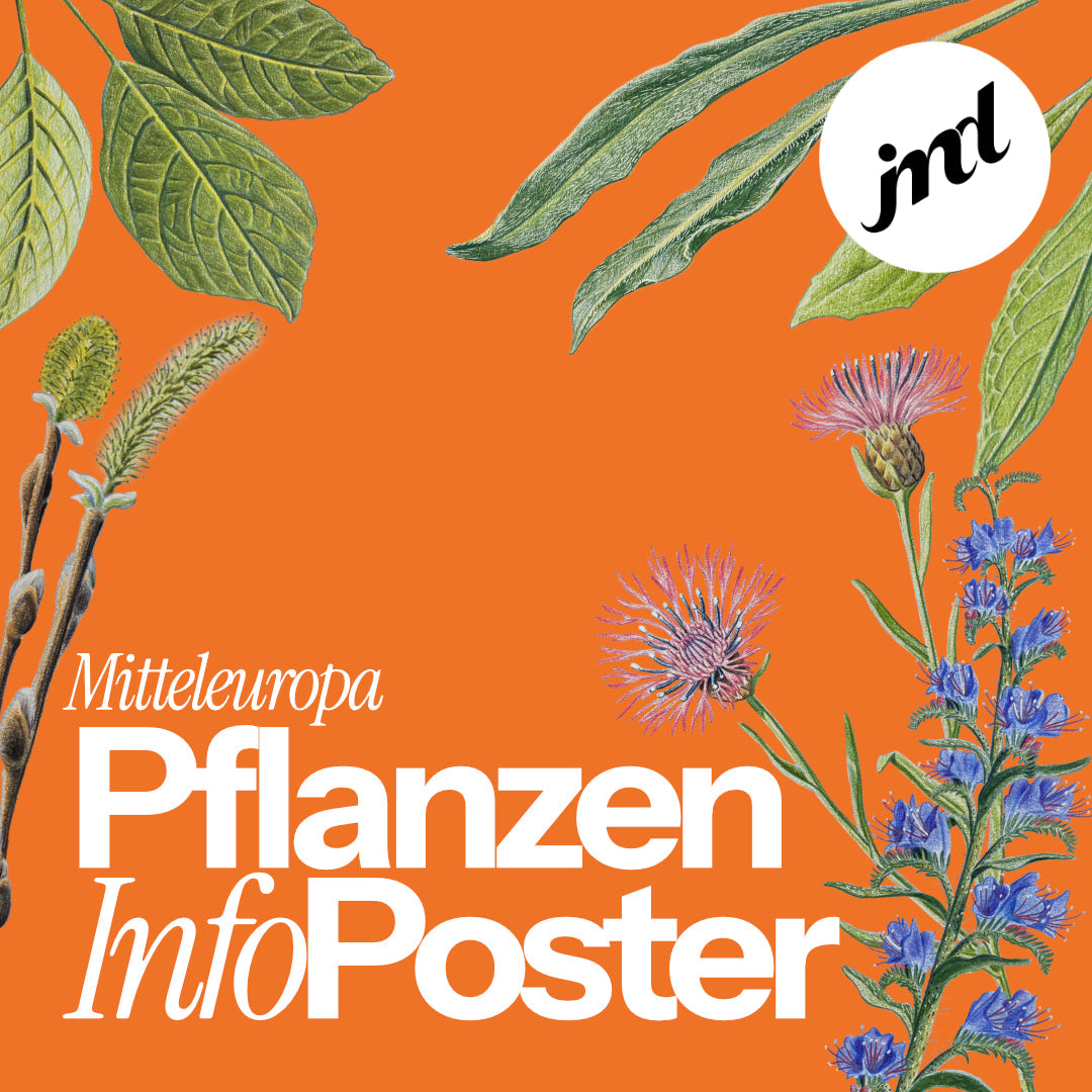 Info-Poster - mitteleuropäische Wildpflanzen