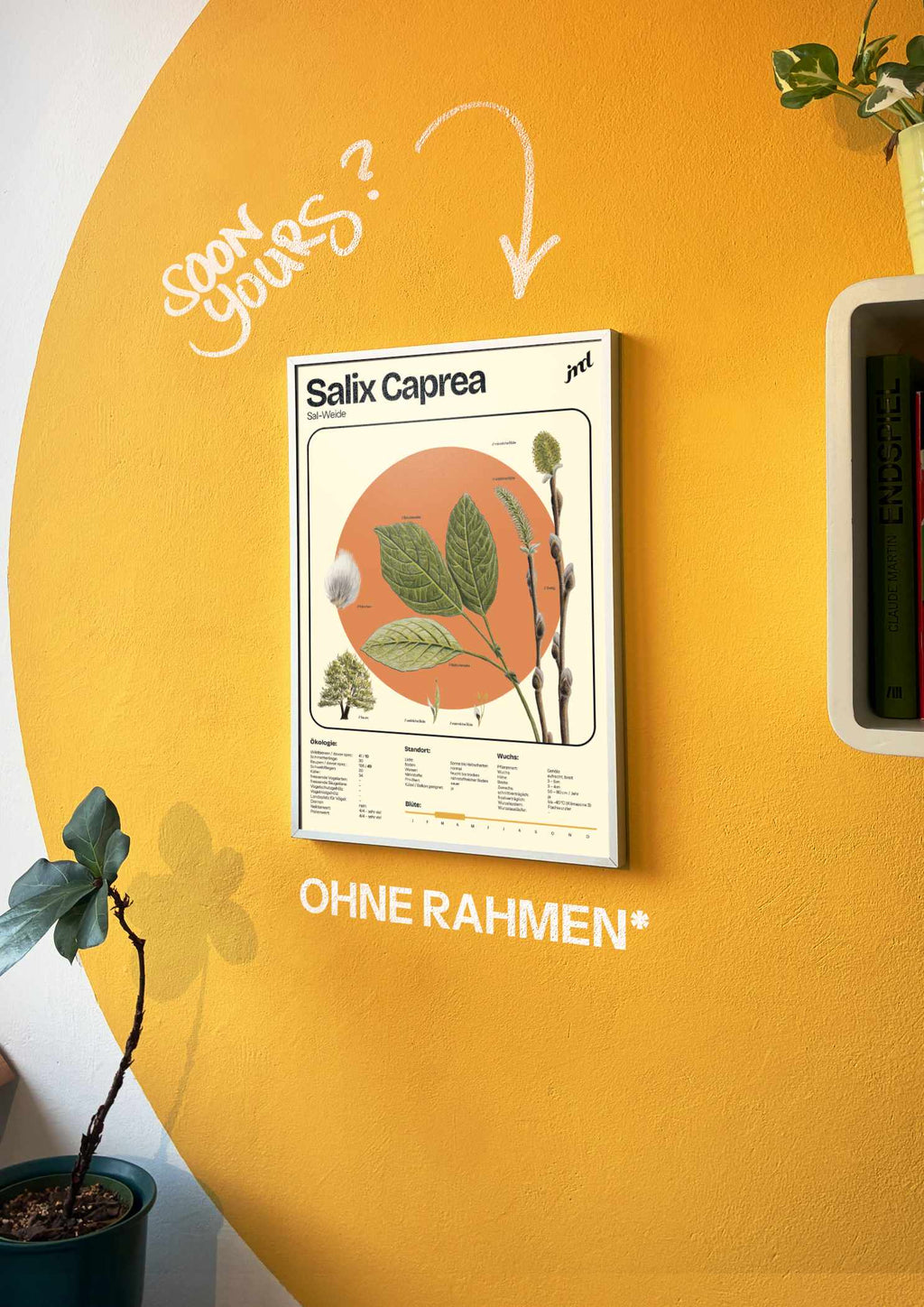 Salix caprea - Pflanzenposter