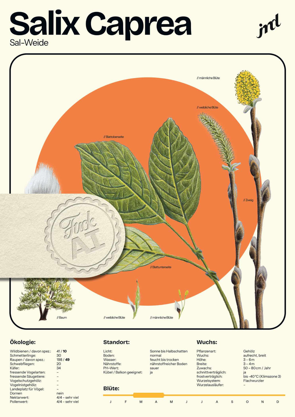 Salix caprea - Pflanzenposter