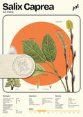 Salix caprea - Pflanzenposter
