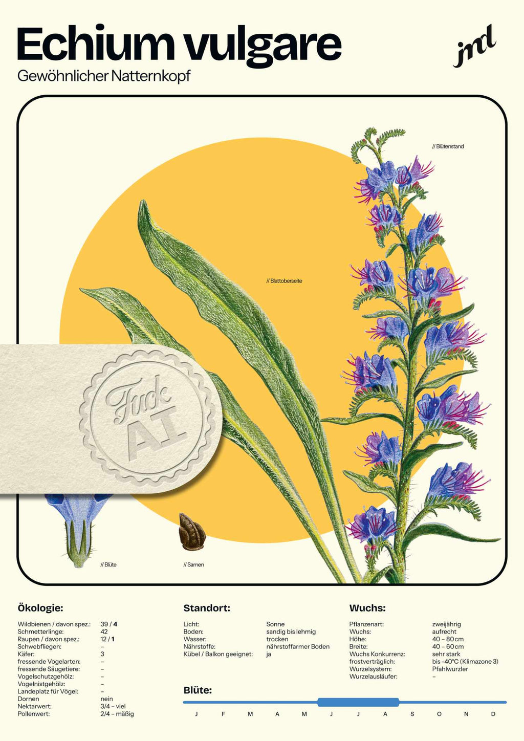 Echium vulgare - Pflanzenposter