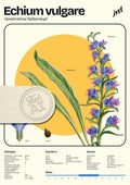 Echium vulgare - Pflanzenposter