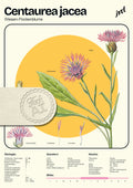 Centaurea jacea - Pflanzenposter