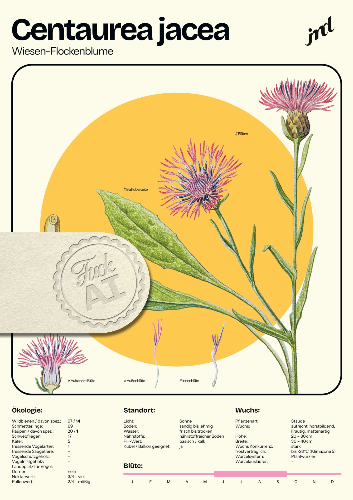 Centaurea jacea - Pflanzenposter