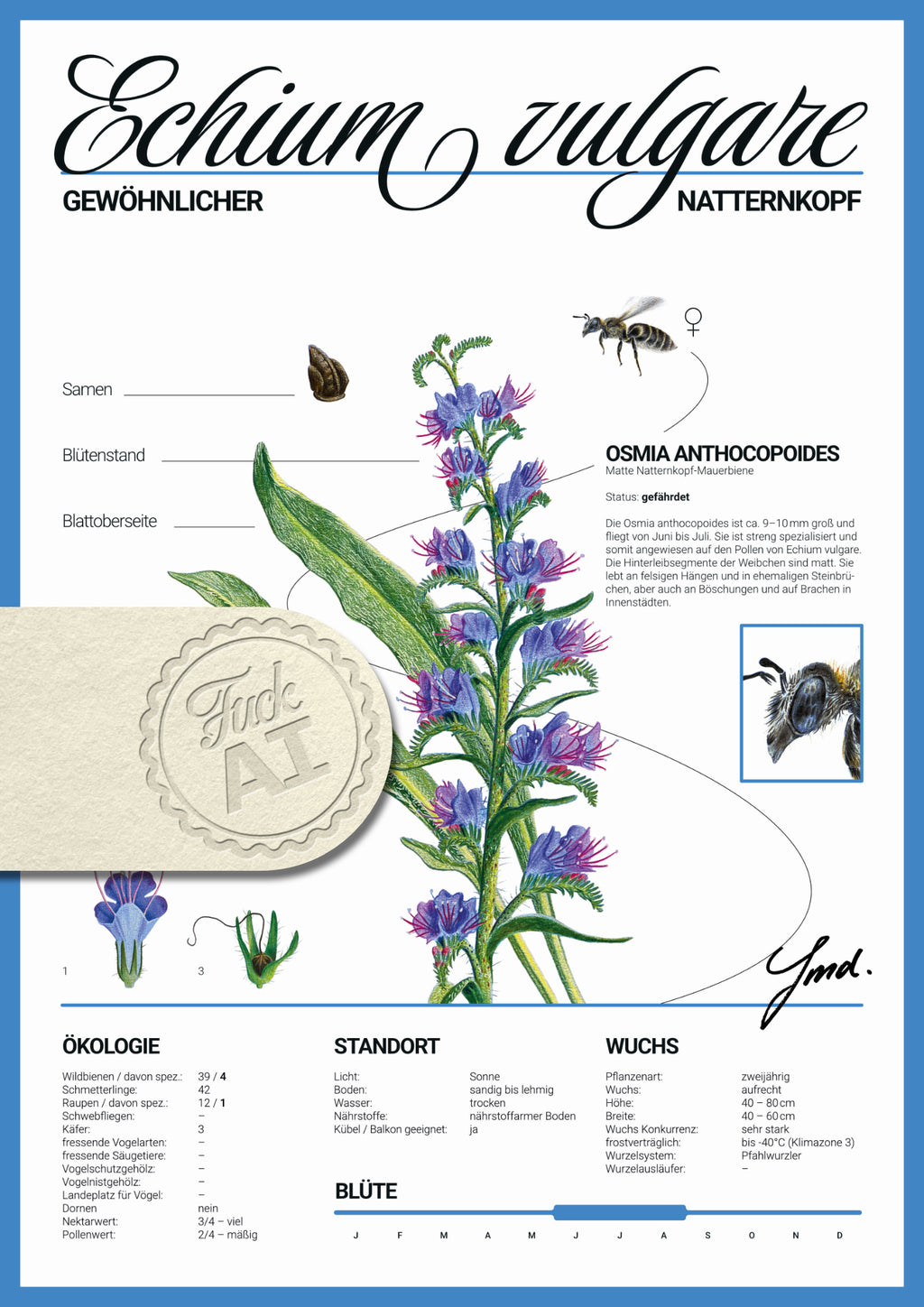 Echium vulgare - Pflanzenposter V2